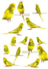 Fototapeta na wymiar Wavy parrot yellow green isolated on white background