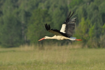 The white stork looking for food in the meadow. Long red legs and beak. Mowing the meadows.