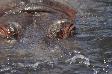 Hippo. Floating in the water a large animal living in Africa