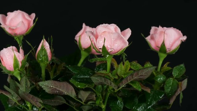 Beautiful tender fresh blooming pink rosebuds with water drops in a flower pot on which light wind blows on black background