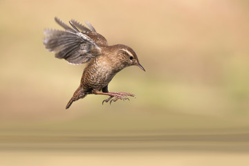 Incredibile natura, scricciolo comune in volo sopra il fiume (Troglodytes troglodytes)