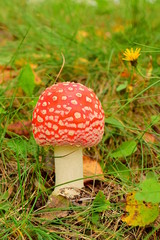 Red fly agaric on green grass. Fly agaric red (lat. Amanita muscaria) is a poisonous psychoactive mushroom of the genus Amanita, or Amanita (lat. Amanita). Close up.