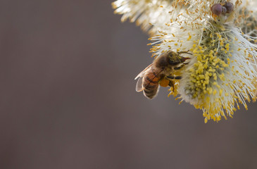 salix cinerea - grey willow © Pietro