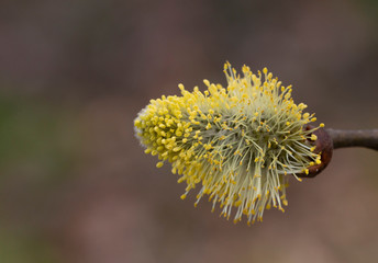 salix cinerea - grey willow