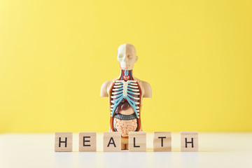 Human anatomy mannequin with internal organs and word HEALTH on a yellow background. Medical health...
