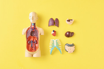 Human anatomy mannequin with internal organs on a yellow background top view