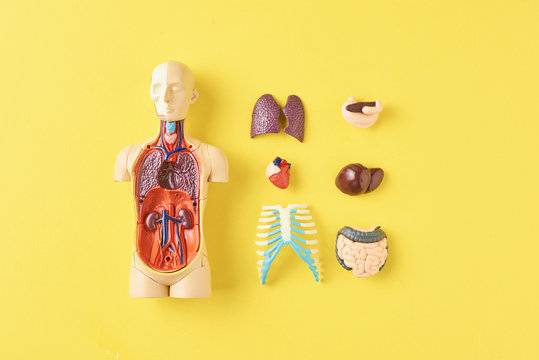 Human anatomy mannequin with internal organs on a yellow background top view