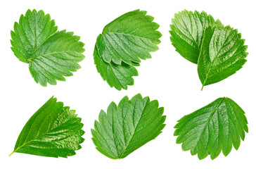 Strawberry leaves Clipping Path