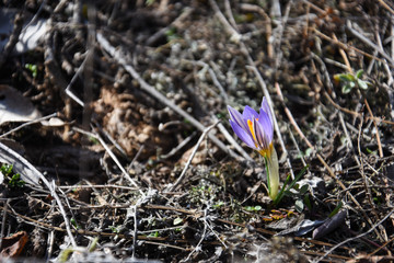 Saffron, Crocus sativus, First spring flower in mountain. Purple flowers in forest in early spring
