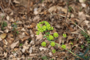 euforbia