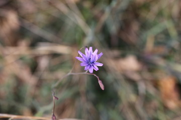 fiore di cicoria