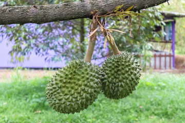 Durian fruit on tree, Thai durian tree.