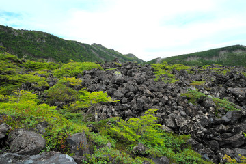 北八ヶ岳　夏の坪庭