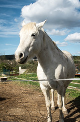 Fototapeta premium cheval de Camargue