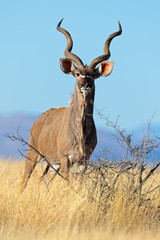 Antilope koudou mâle (Tragelaphus strepsiceros) contre un ciel bleu, Afrique du Sud.