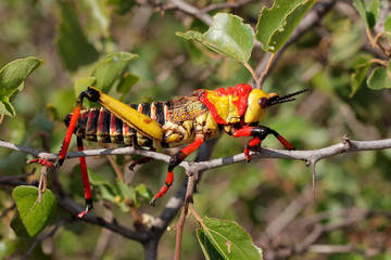 Poisonous milkweed locust (Phymateus spp.) on a plant, South Africa.