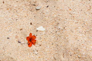 Orange Asian flower Hibiscus on the sand, Thailand