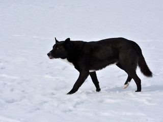 Obraz premium black dog in the snow