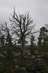 Obraz na płótnie Canvas Lappland Tree