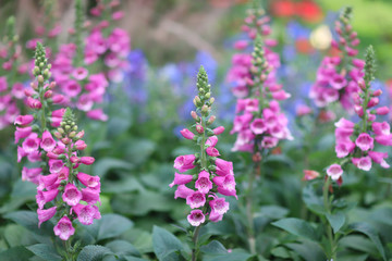 common foxglove flowers in natural vegetation ambiance