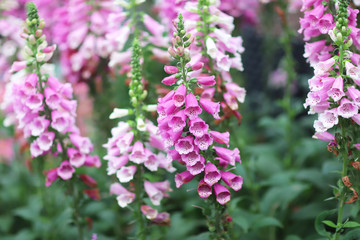 common foxglove flowers in natural vegetation ambiance © Seaonweb