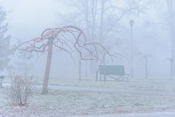 Tree branches over a bench on a background of fog.