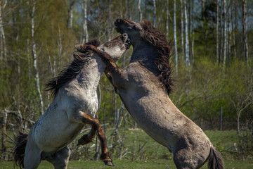 Wilde Horses