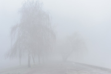 Tree on the river bank in the fog