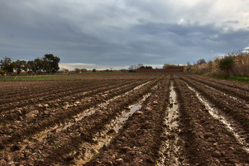 Plowed field and clouds