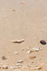 White Jasmine Flower on the sand by the sea