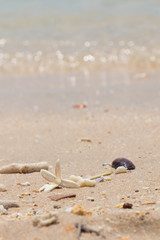 White Jasmine Flower on the sand by the sea