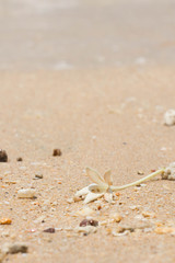 White Jasmine Flower on the sand by the sea