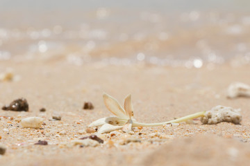 Obraz na płótnie Canvas White Jasmine Flower on the sand by the sea