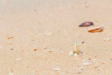 White Jasmine Flower on the sand by the sea