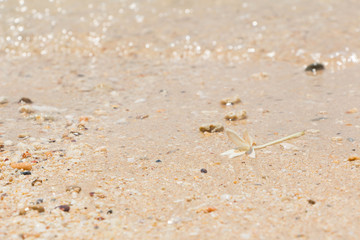 White Jasmine Flower on the sand by the sea