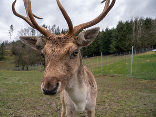 A Fallow Deer Buck with Antlers in the Enclosure at a Farm or Breeder