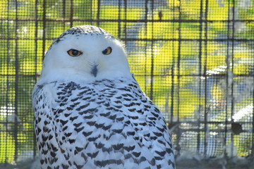 動物園のシロフクロウ