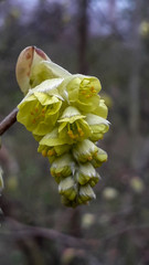 Yellow Spring Beauty