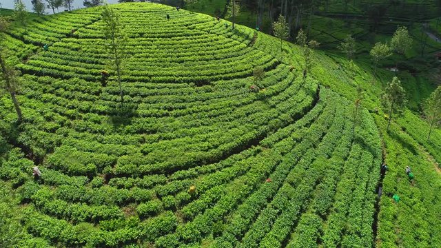 Famous green tea plantation landscape view from Lipton's Seat, Haputale, Sri Lanka.