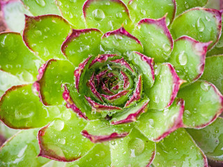 close-up shot of succulent plant