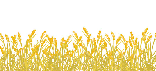 Cereal rye field banner background. Yellow gold autumn agricultural plant grass. Barley vector illustration. Agricultural wheat harvest. © Ilia