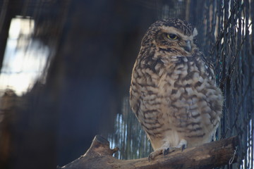 動物園のアナホリフクロウ