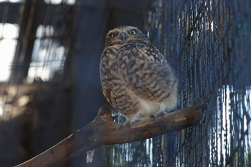 動物園のアナホリフクロウ