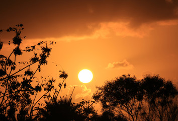 Obraz premium Silhouette of the foliage against dazzling setting sun on orange gold cloudy sky of Easter Island, Chile