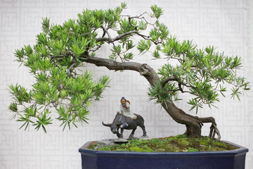 Bonsai and Penjing landscape with miniature