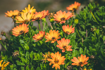 yellow flowers in the garden