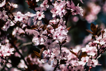 cherry blossom