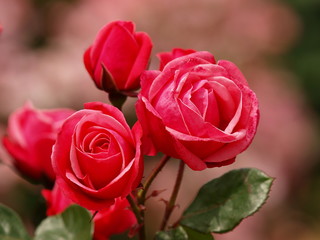 仲良く並んだ赤い薔薇