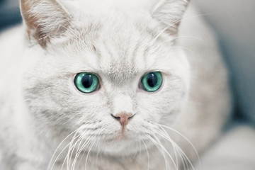 portrait of a gray-white cat with blue eyes. close. macro/