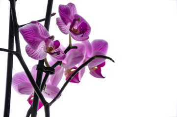 Fototapeta na wymiar Soft selective focus of magenta orchid - phalaenopsis on white defocused background, sweet color flower in soft style. Floral background of tropical orchid in the garden under sunlight